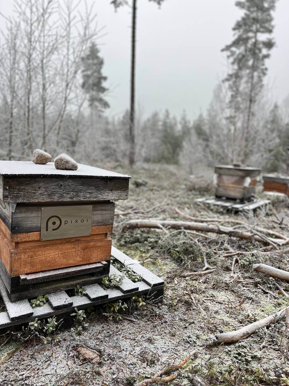 8 Fun Facts About Hikiän Premium Raw Honey