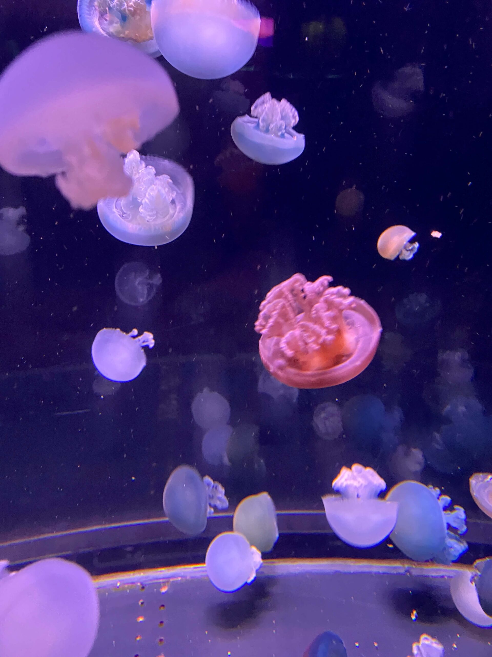 Top 7 Things to do in Paris in Winter