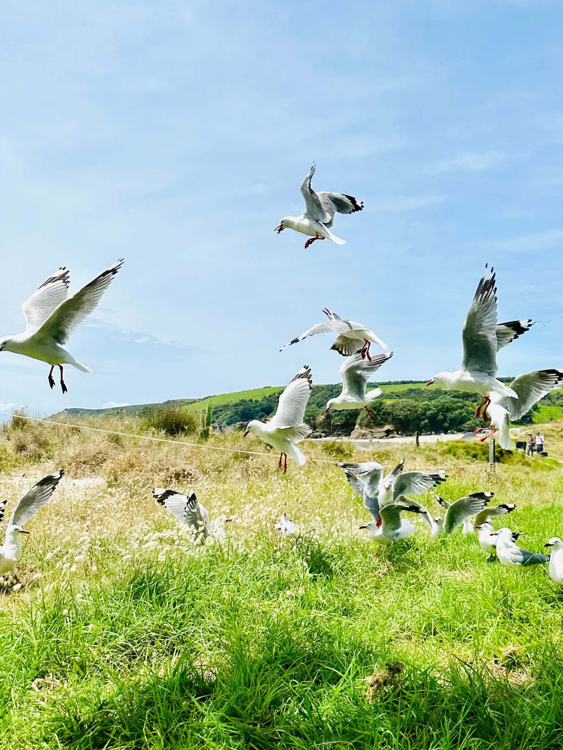 My 7 Favourite Things to do whilst in Auckland, New Zealand