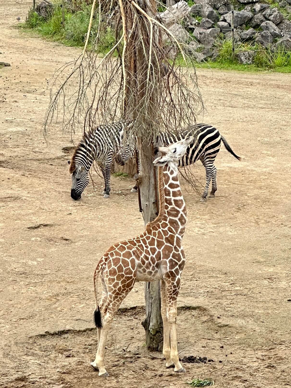 My 7 Favourite Things to do whilst in Auckland, New Zealand