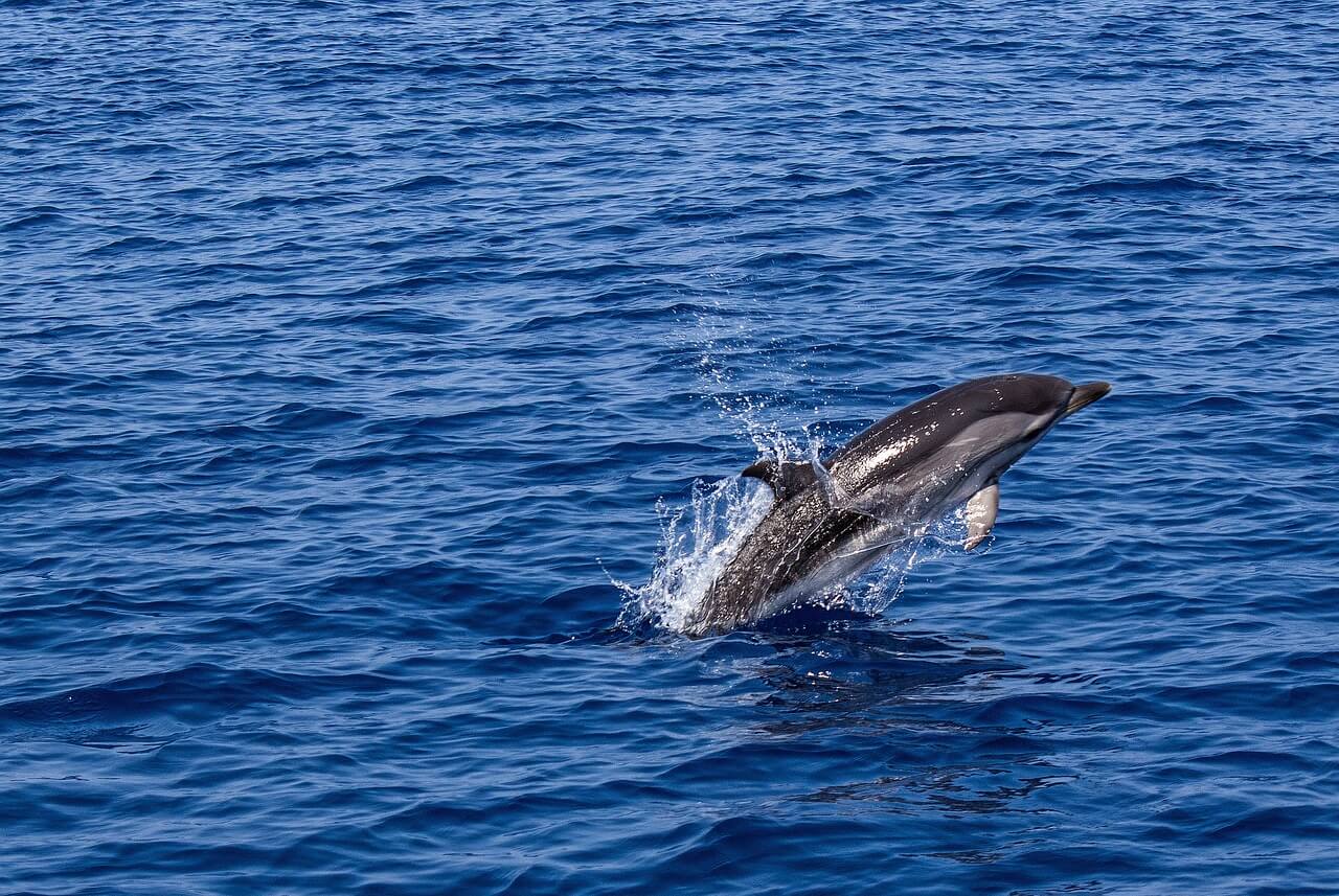 Ischia - The Insider Travel GuideDolphin watching