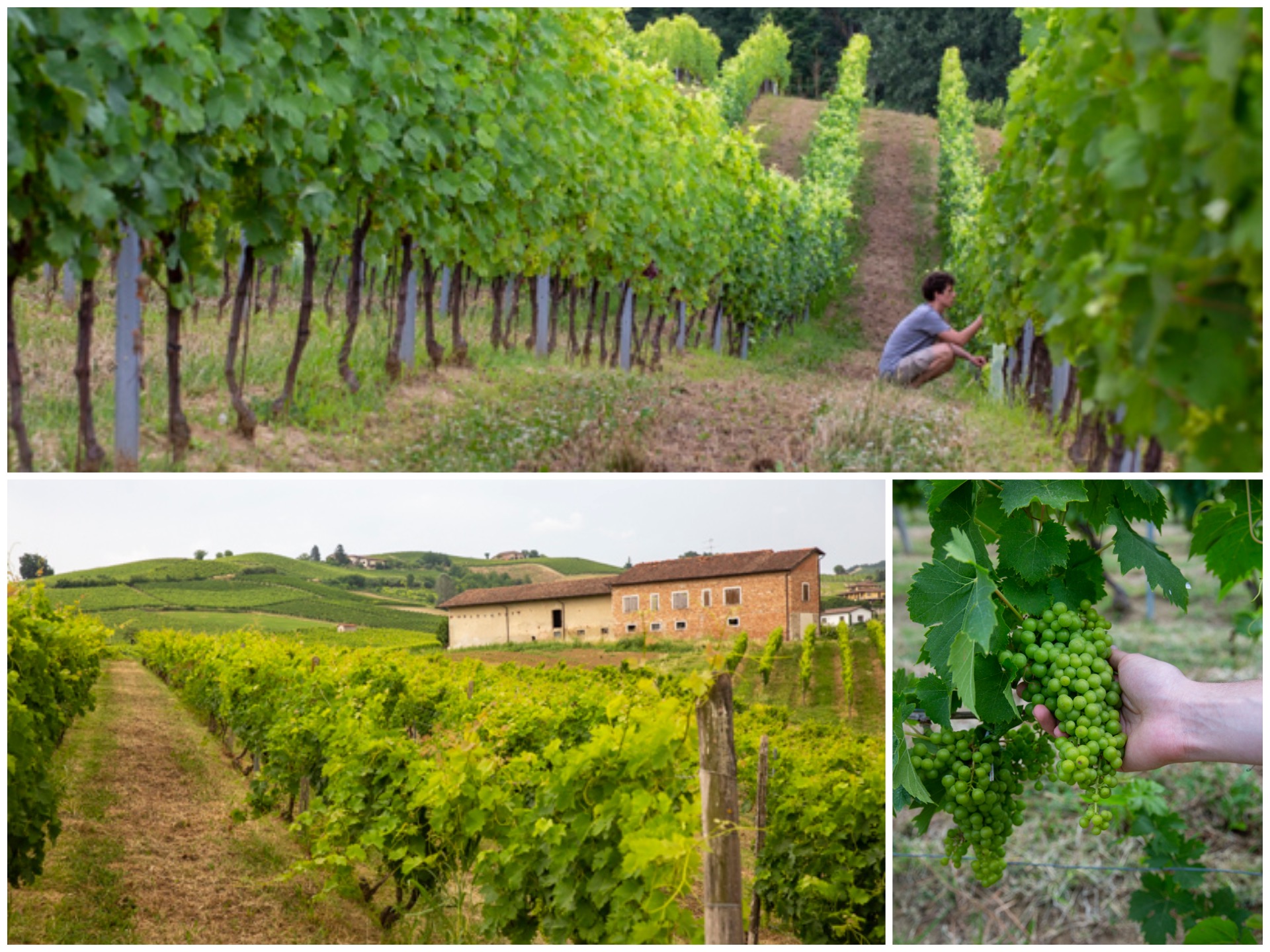 Val di Luna Piedmont wine