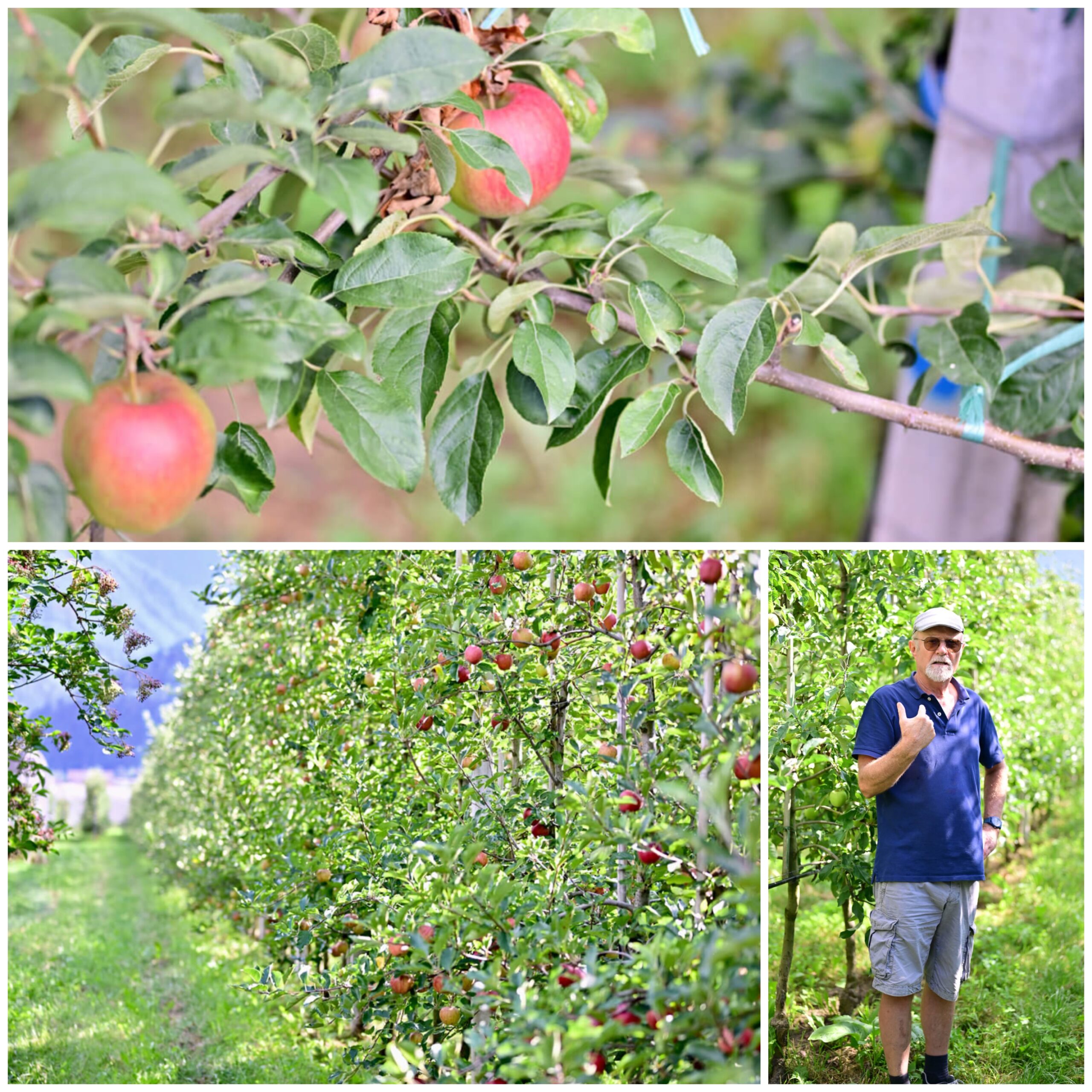  Amolaris - Bijou Garden Chalets in South Tyrol For A Fun Mother/Daughter Getaway